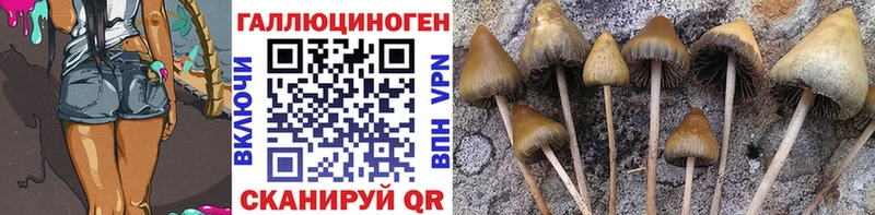 Псилоцибиновые грибы Psilocybe  где найти   Тольятти 